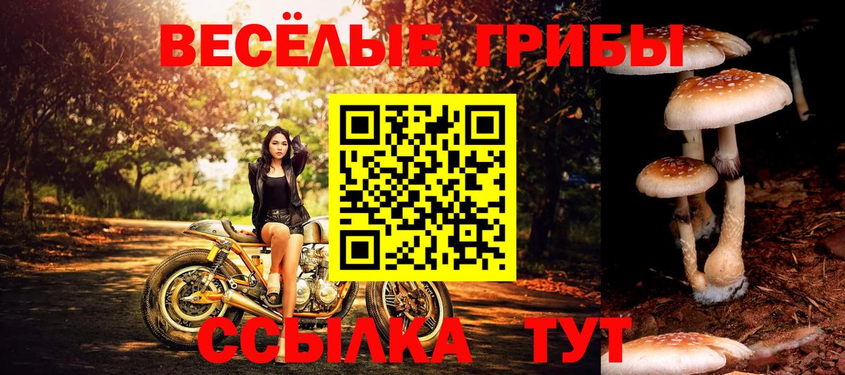 Псилоцибиновые грибы мухоморы  Советский  Псилоцибиновые грибы Psilocybe 